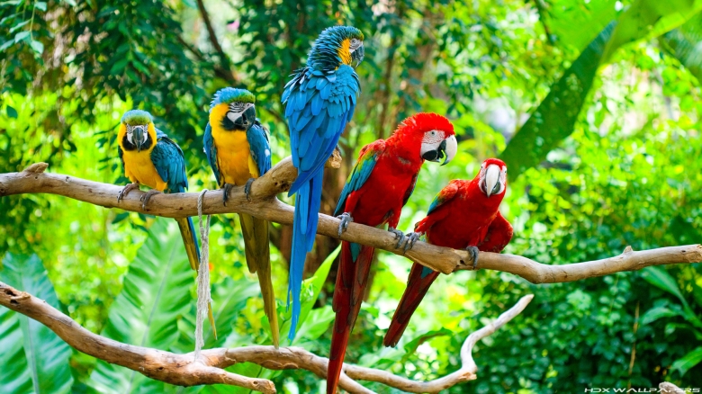 red-and-blue-macaws-